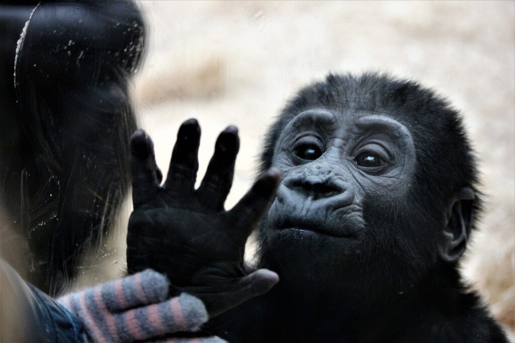 日本全国「絶対行くべき動物園」10選！動物たちと触れ合える旅へ出発しよう